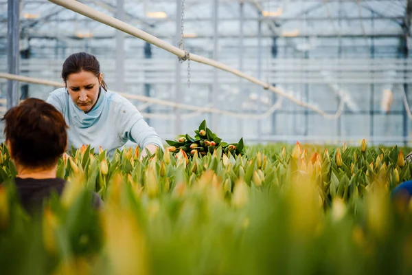 Minsk, Beyaz Rusya - 1 Mayıs 2017: bir greenho çalışma mutlu çiçekçi