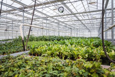 Yıllık çiçek fidesi bahar modern sera içinde