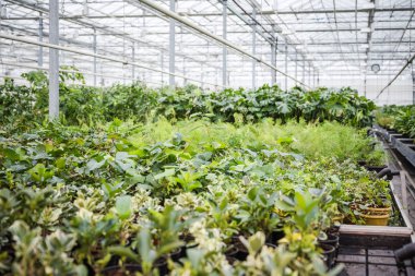 Yıllık çiçek fidesi bahar modern sera içinde