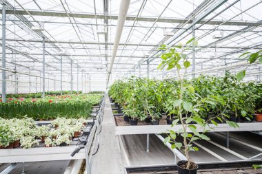 Yıllık çiçek fidesi bahar modern sera içinde