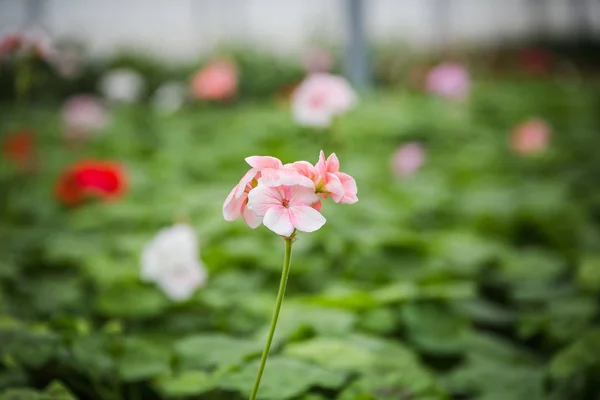 Roczne Sadzonki kwiatów w nowoczesnej szklarni na wiosnę — Zdjęcie stockowe