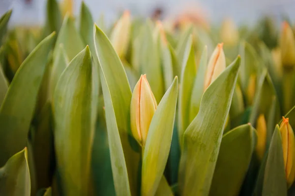 Zielone kiełki tulipanów kwitnący w ogrodzie — Zdjęcie stockowe