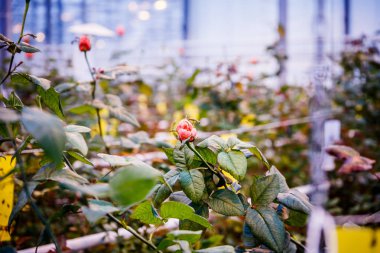 Ekimi uzmanlaşmış büyük sera tarım şirketi