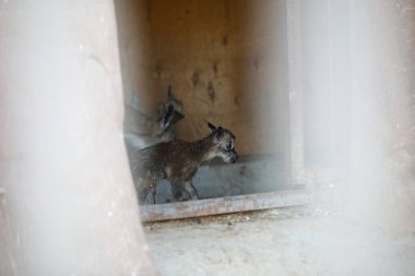 # Yeni doğmuş geyik #