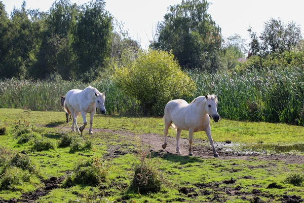 Dos caballos blancos corren por el prado en verano en el sol — Foto de Stock