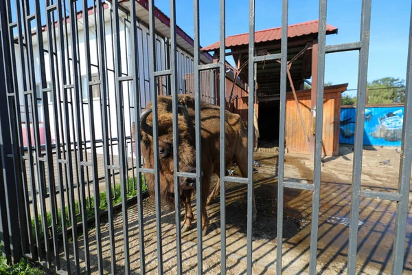 Bisonte europeo en una jaula en el zoológico — Foto de Stock