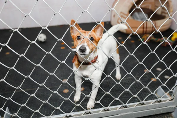 Animales Una Jaula Hotel Para Animales — Foto de Stock