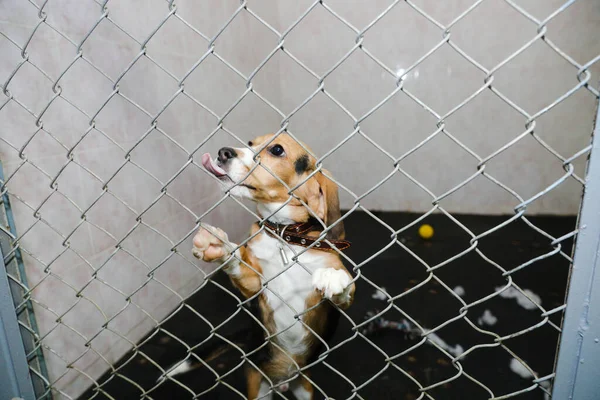 Animales Una Jaula Hotel Para Animales — Foto de Stock