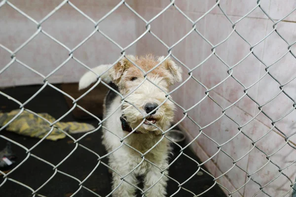 Tiere Käfig Einem Hotel Für Tiere — Stockfoto