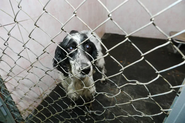 animals in a cage in a hotel for animals