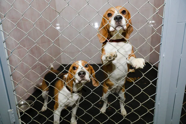 animals in a cage in a hotel for animals