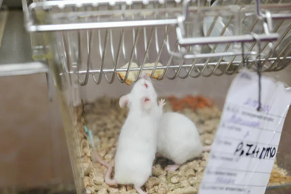 Minsk Belarus February 2020 White Mice Research Lab — 图库照片