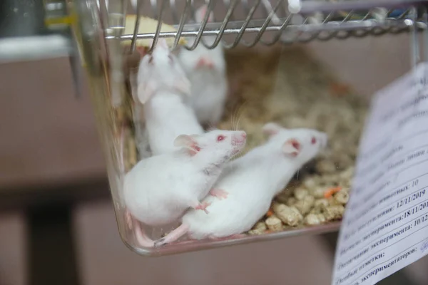 MINSK, BELARUS - 25 Şubat 2020: Araştırma laboratuarındaki beyaz fareler