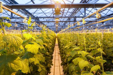 Sebze ve sebzelerin yetiştiği sera