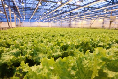 Sebze ve sebzelerin yetiştiği sera