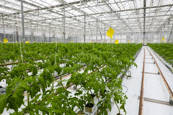 Greenhouse Vegetables Greens Grow — Stock Photo, Image