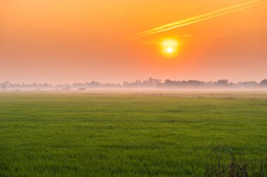 doğa pirinç alan gün batımı ile