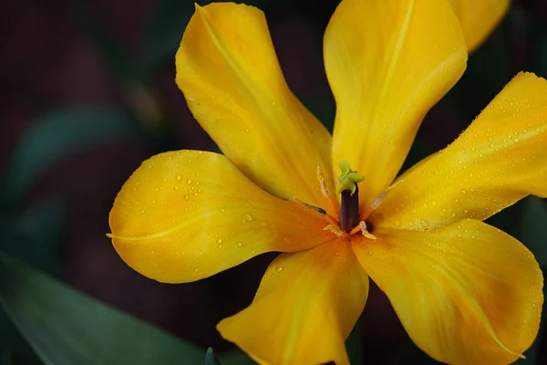 Žlutý květ, přijatá v Pekingu v Číně — Stock fotografie