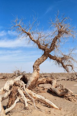 Çölde Euphrates kavak