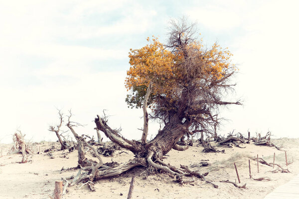 Euphrates poplar in desert