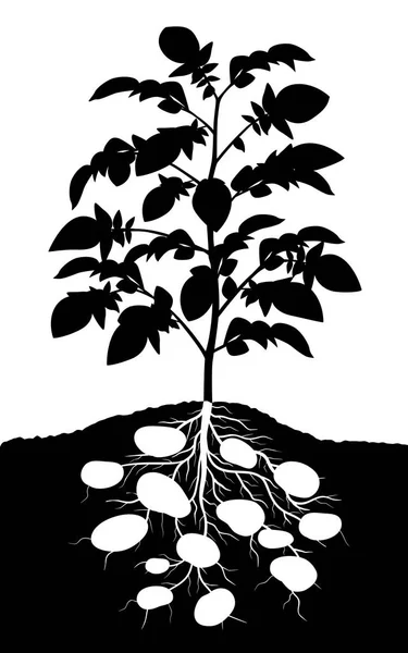 Potatis växt illustration — Stock vektor