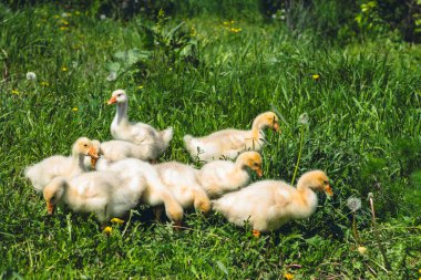 Yeşil çim üzerinde biraz sarı kaz