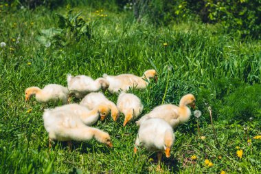 Yeşil çim üzerinde biraz sarı kaz