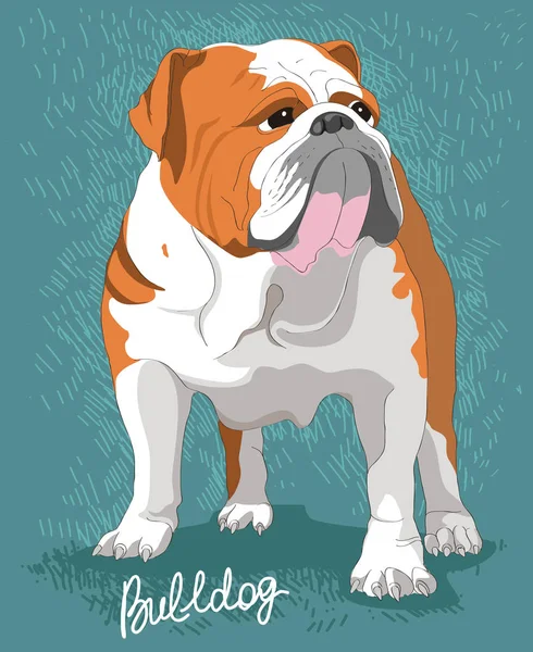 Illustration der englischen Bulldogge — Stockvektor