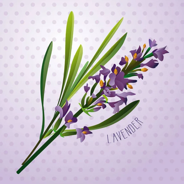 Lavander ilustracja kwiat — Wektor stockowy
