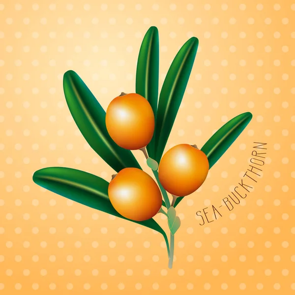 Sea buckthorn illustration — Stock Vector