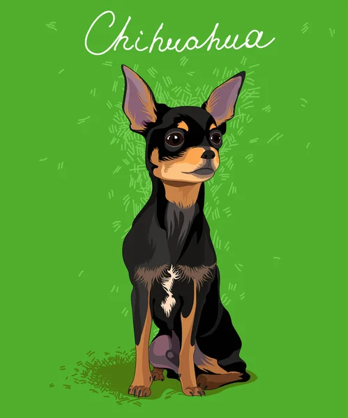 Illuatration siyah Chihuahua