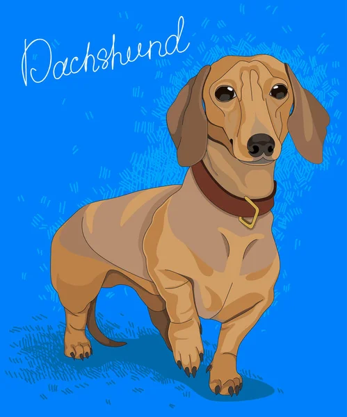 Kırmızı dachshund çizimi