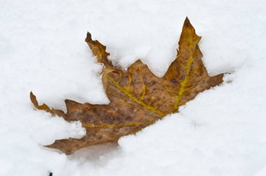 kar üzerinde turuncu yaprak