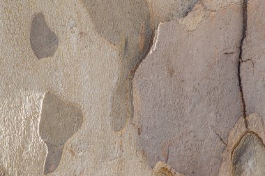 ahşap kahverengi okaliptüs gövde arka plan