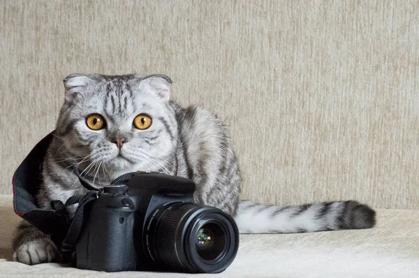 Tabby cinza está estudando câmera — Fotografia de Stock