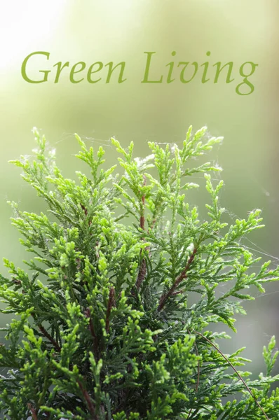 Cypress zöld ág a napfényben — Stock Fotó