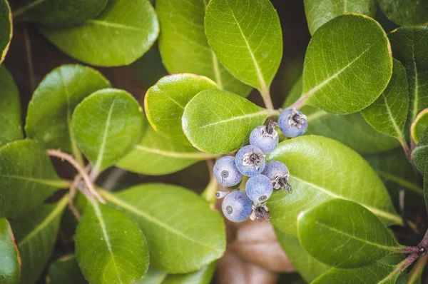 green plant with blue berries