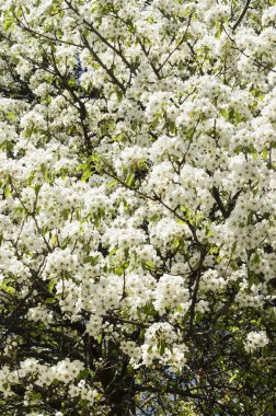 Baharda çiçek açan armut ağacı 