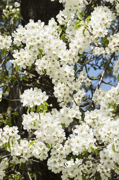 White petals of a blossoming tree — Stockfoto