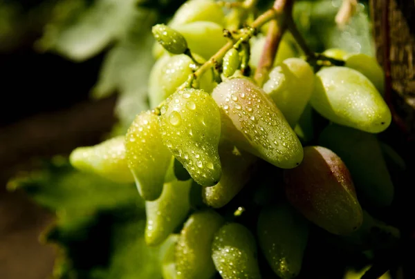 Beautiful bunch of grapes — Stock Photo, Image