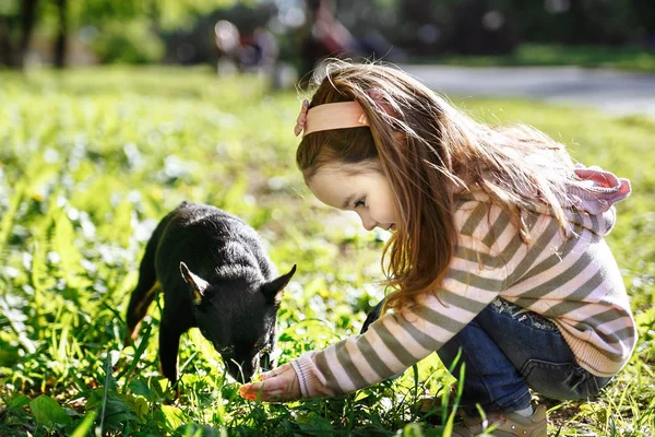 Mädchen in rosa gestreifter Bluse und blauer Jeans beim Gassigehen mit Hund — Stockfoto