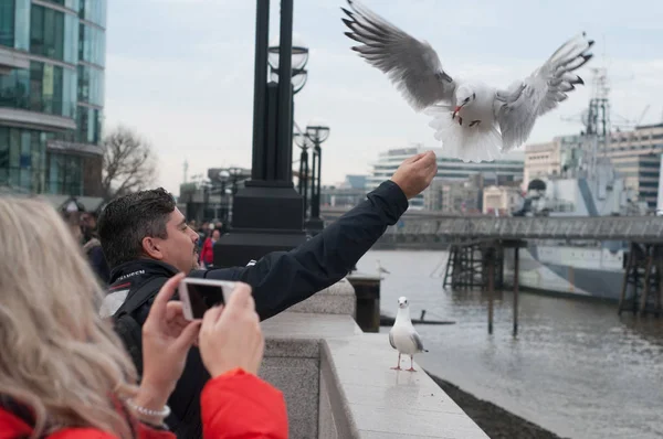 REGNO UNITO, LONDRA, 07 DICEMBRE 2016: Turisti che si nutrono di gabbiani sulla banchina del Tamigi — Foto Stock