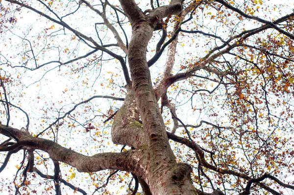 Gran tronco de un viejo árbol de arce de sicomoro / Berg-Ahorn —  Fotos de Stock