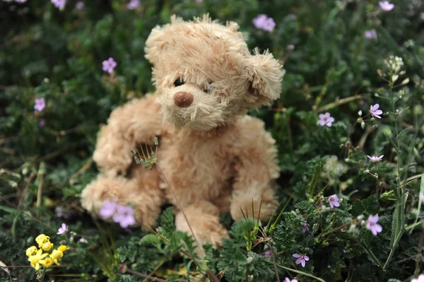 Teddy beruang duduk di rumput — Stok Foto