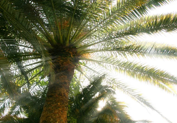 O sol brilha através da palmeira — Fotografia de Stock