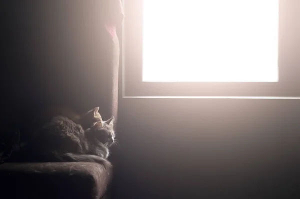 Gato e gatinho estão se aquecendo ao sol — Fotografia de Stock