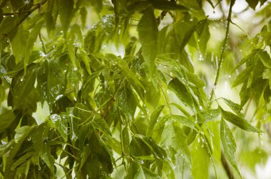 Yağmurda ağaç dalları. Yakın çekim.