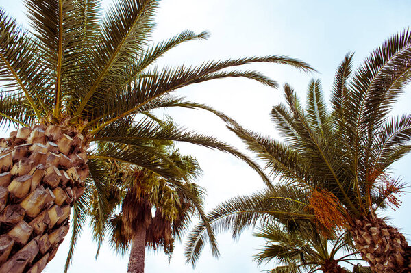 Взгляд в небо с помощью пальмы (или пальмы)
)