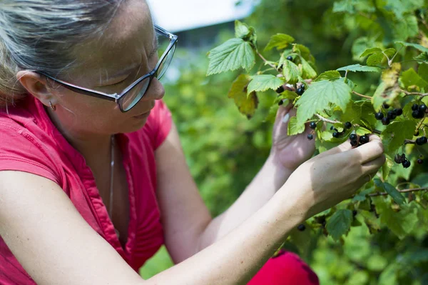 Kadın malzeme çekme taze organik siyah frenk üzümü bir bahçe çalılıkların üzerinden