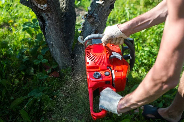 Ein Mann Mit Einer Kettensäge Sägt Einen Baum Auf Einem — Stockfoto